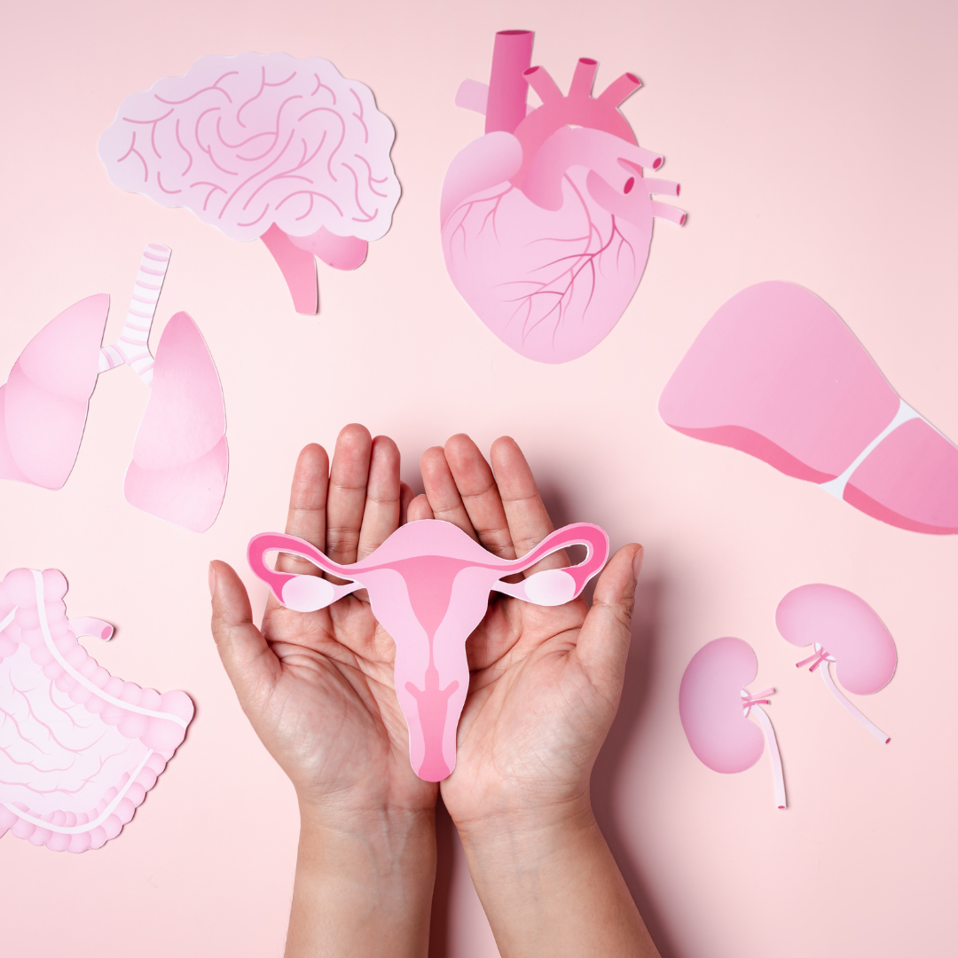 PCOS a endometrióza: Jak spolu souvisí hormony, mikrobiom a ženské zdraví